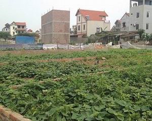 Xử lý vi phạm về đất đai tại huyện Đông Anh, TP. Hà Nội